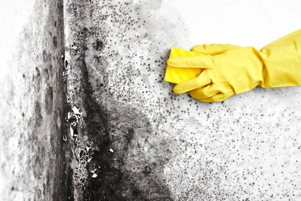 Best Emergency Mold Removal  in St Bonifacius, MN