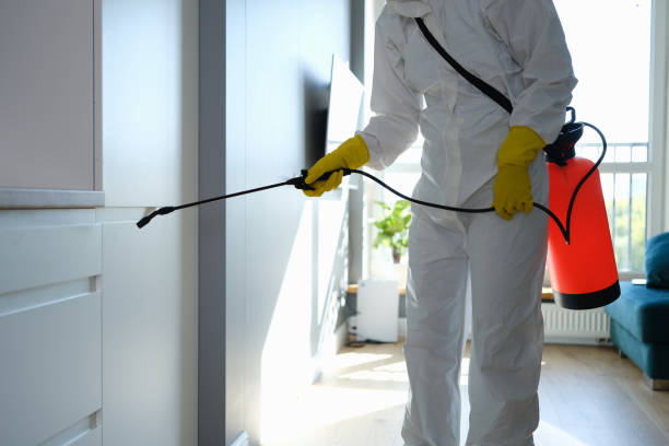 Best Attic Mold Removal  in St Bonifacius, MN