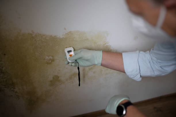 Best Mold Testing  in St Bonifacius, MN