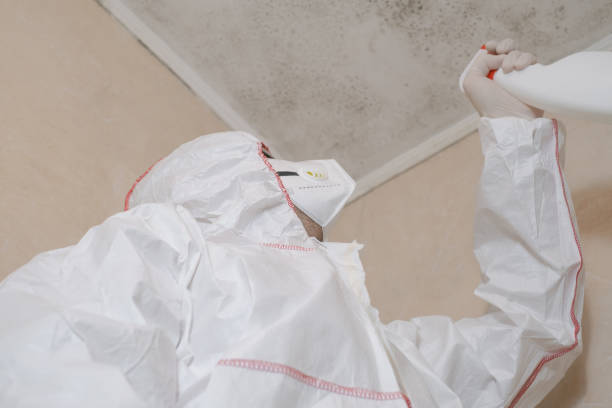 Best Office Mold Removal Services  in St Bonifacius, MN