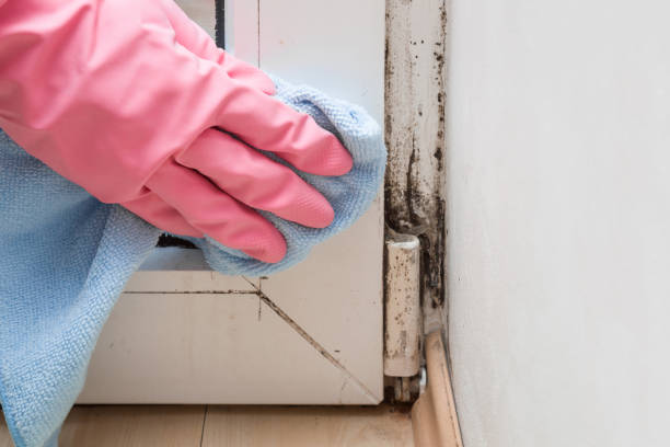 Best Residential Mold Removal  in St Bonifacius, MN