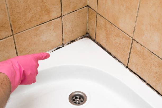 Office Mold Removal Services in St Bonifacius, MN